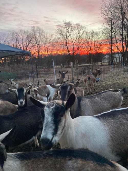 A herd of goats in a field at sunset, with vibrant colors in the sky and bare trees in the background.