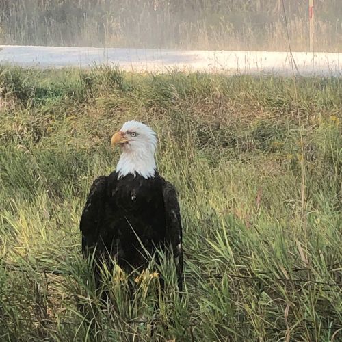 A bald eagle stands in tall grass near a misty road, showcasing its striking white head and dark body.
