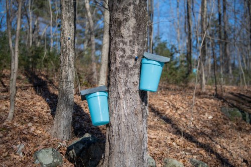 Two blue buckets attached to a tree, surrounded by a forest with fallen leaves and rocks on the ground.