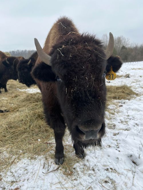 A close-up of a bison in a snowy field, with hay in the background and a tag on its ear.