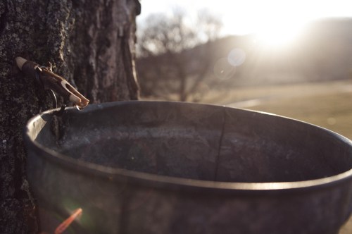 A metal sap bucket attached to a tree, with sunlight shining in the background, creating a warm, natural atmosphere.