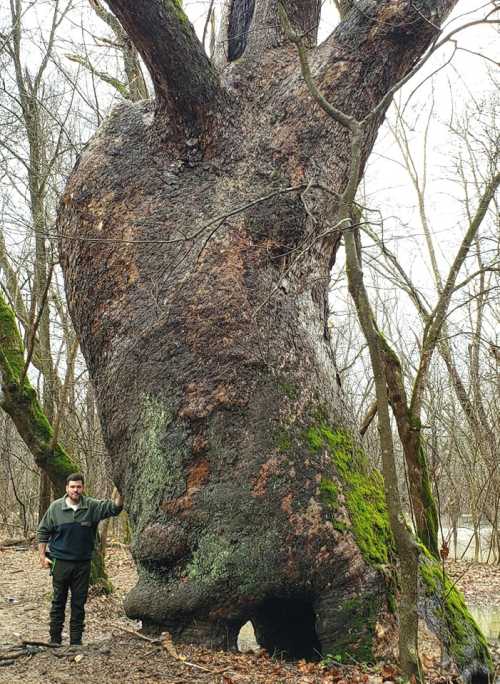 A person stands next to a massive, gnarled tree in a wooded area, showcasing its impressive size and texture.