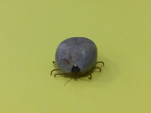 A close-up of a tick on a bright yellow background, showcasing its rounded body and small legs.