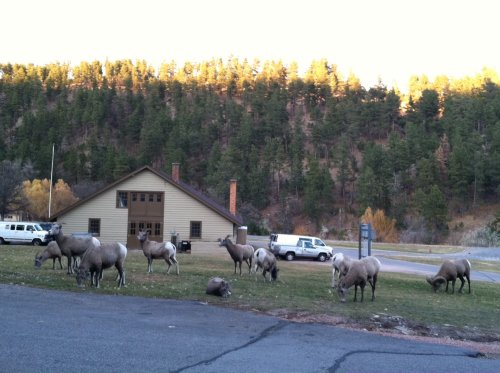 A group of sheep grazing on grass near a building, with trees and vehicles in the background.