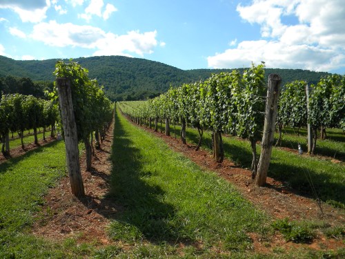 A lush vineyard stretches towards a green mountain under a blue sky with fluffy clouds. Rows of grapevines line the path.