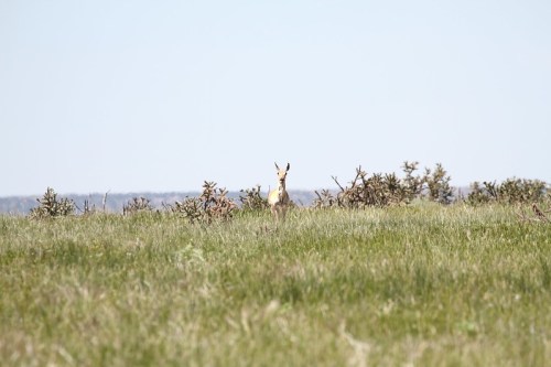 A lone antelope stands in a grassy field, surrounded by sparse vegetation under a clear blue sky.