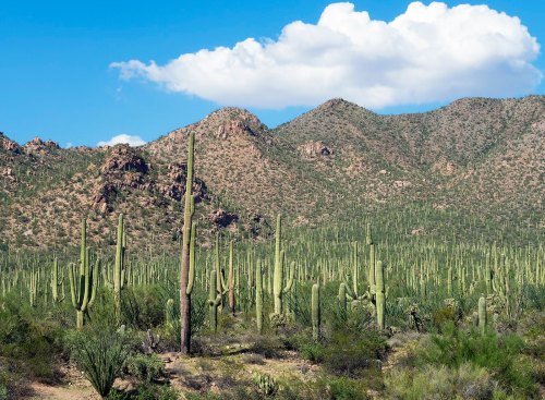 A desert landscape featuring tall cacti, rolling hills, and a blue sky with fluffy white clouds.