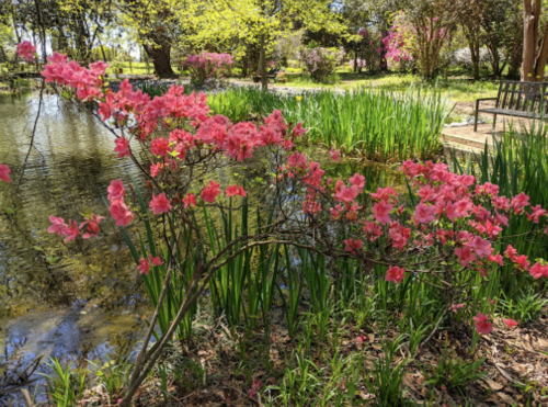 A vibrant pink flowering bush beside a serene pond, surrounded by lush green grass and trees.