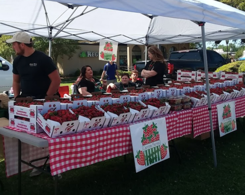 A farmers market stand with people selling strawberries, featuring boxes of berries and a checkered tablecloth.