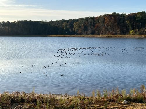 A serene lake scene with a flock of ducks swimming in formation, surrounded by trees and autumn foliage.