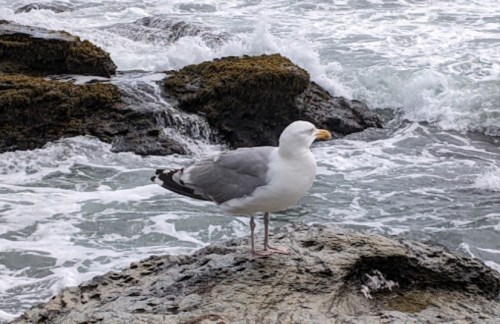 A seagull stands on a rock by the shore, with waves crashing in the background.