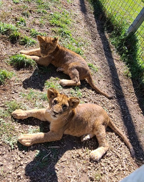 Two playful lion cubs lounging on the ground, surrounded by grass and a fence in the background.