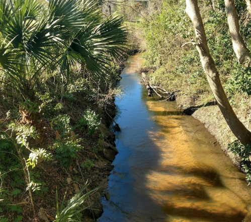 A serene creek flows through a lush green landscape, surrounded by trees and palm leaves under bright sunlight.