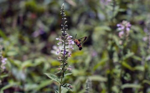A butterfly hovering near a pink flower on a green plant in a natural setting.