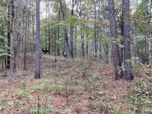A serene forest scene with tall trees, underbrush, and a hint of wildlife in the background.