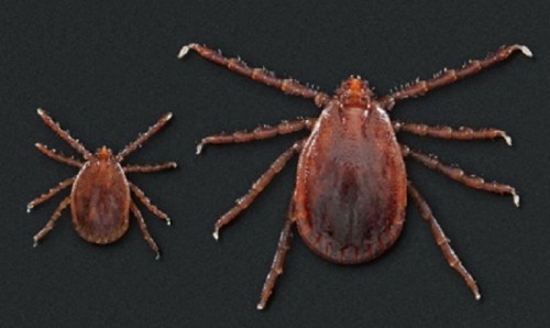 Two close-up images of ticks, one smaller and one larger, displayed against a dark background.