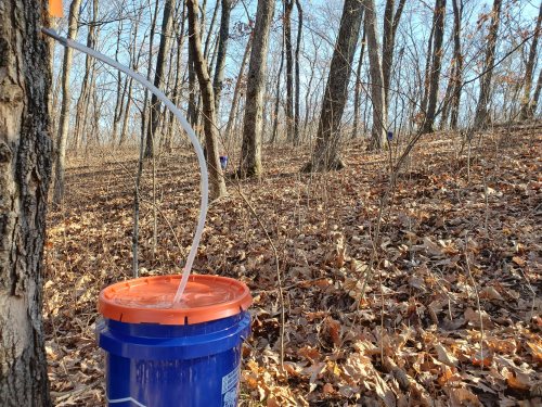 A blue bucket with an orange lid sits on the ground, connected to a tree by a clear tube in a wooded area with fallen leaves.