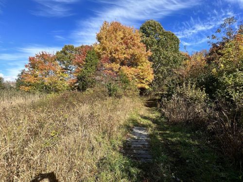 A scenic path through tall grass and colorful autumn trees under a blue sky.