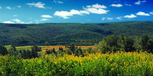 A vibrant landscape featuring a field of yellow flowers in the foreground, with rolling green hills and a blue sky in the background.