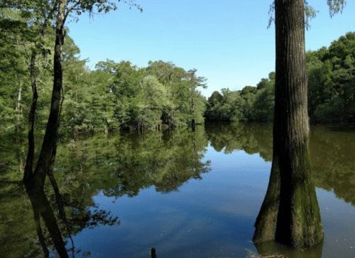 A serene river scene with trees reflecting in calm water under a clear blue sky.