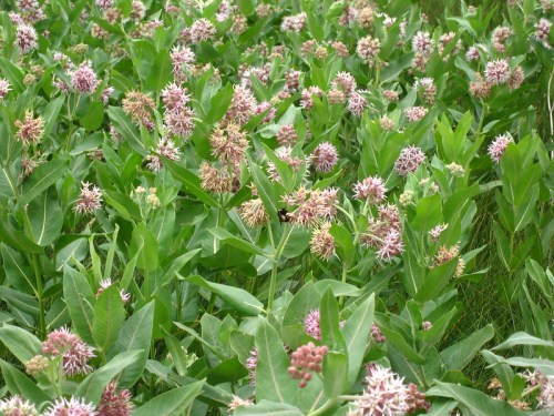 A lush field of green leaves and clusters of pink and purple flowers, with a bee visible among the blooms.