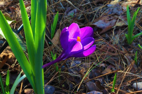 A vibrant purple crocus flower blooms among green leaves and fallen pine needles on the ground.