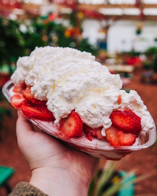 A hand holding a dessert bowl filled with strawberries and topped with a generous layer of whipped cream.