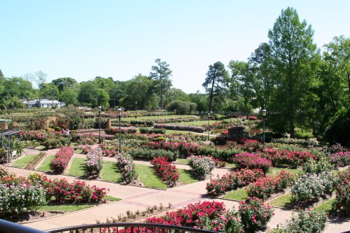 A vibrant rose garden with colorful blooms arranged in neat rows, surrounded by lush greenery and clear blue skies.