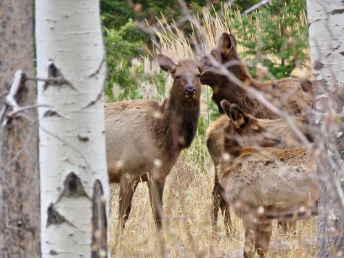 A group of elk stands among trees and tall grass, with one elk gently nuzzling another.