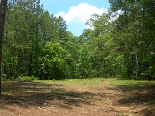A clearing in a lush green forest, surrounded by tall trees under a bright blue sky with scattered clouds.