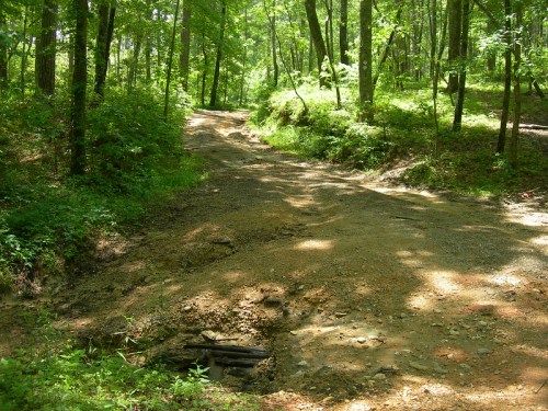 A dirt path winding through a lush green forest, surrounded by trees and dappled sunlight.
