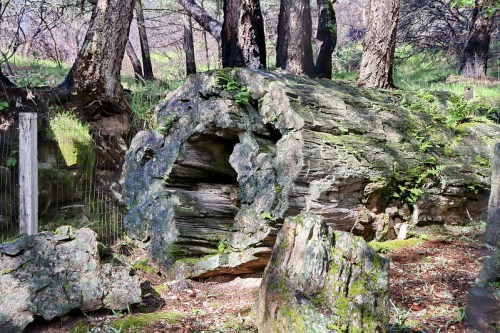 A large, moss-covered log lies on the forest floor, surrounded by trees and greenery.