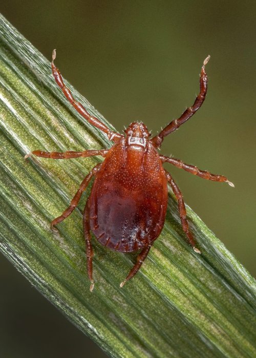Close-up of a tick on a green leaf, showcasing its reddish-brown body and eight legs.