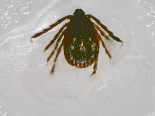 Close-up of a tick on a white surface, showing its brown body and distinct legs.