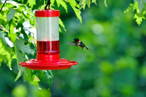 A hummingbird hovers near a red feeder filled with nectar, surrounded by green foliage.