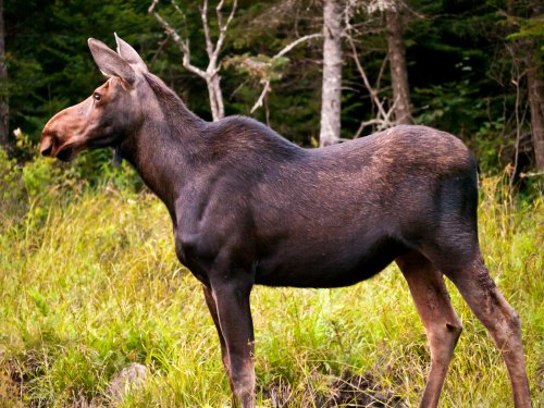 A moose standing in a grassy area with trees in the background.