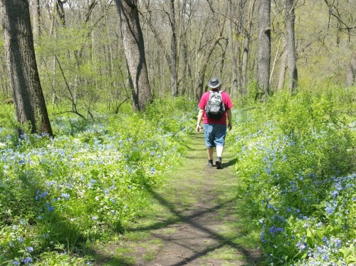 A person walks along a path in a forest, surrounded by blooming blue flowers and tall trees.