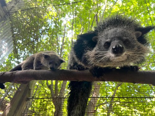A close-up of two binturongs on a branch, surrounded by lush green foliage in a zoo setting.