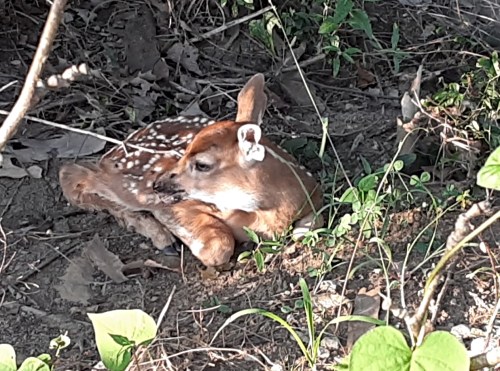 A young fawn with spots resting on the ground among leaves and greenery.