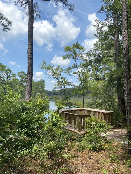 A wooden observation deck surrounded by trees, overlooking a calm waterway under a blue sky with fluffy clouds.
