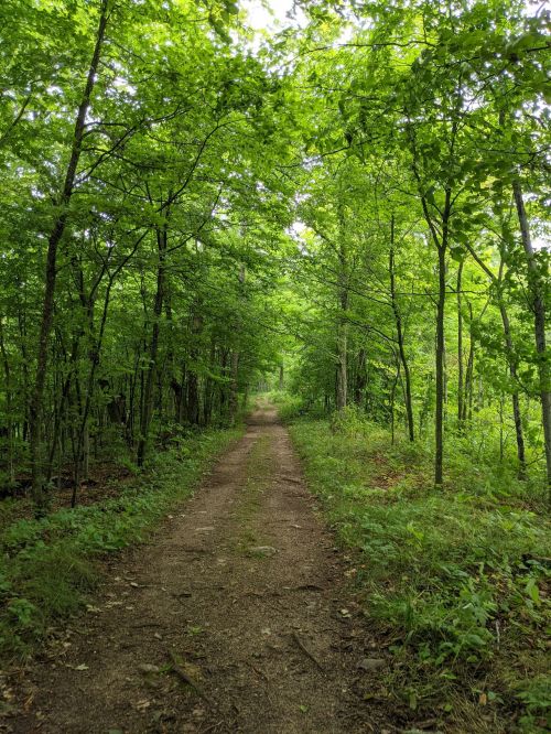 A serene dirt path winding through a lush green forest, surrounded by tall trees and dense foliage.