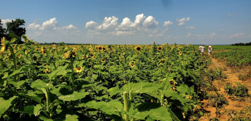 A sunny field of sunflowers with two people walking along a dirt path in the background under a blue sky.