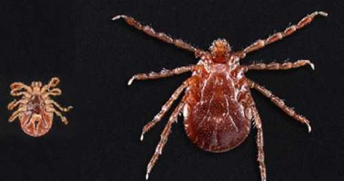 Close-up of two ticks on a black background, one larger and one smaller, showcasing their detailed features.