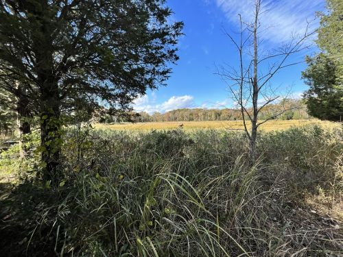 A scenic view of a field surrounded by trees and tall grass under a blue sky with scattered clouds.