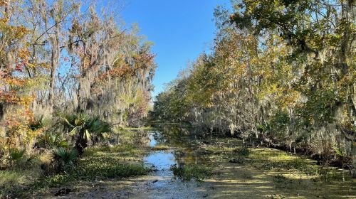 A serene swamp scene with trees draped in Spanish moss, reflecting in calm water under a clear blue sky.