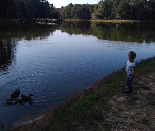 A young child stands by a calm lake, watching ducks swim in the water surrounded by trees.