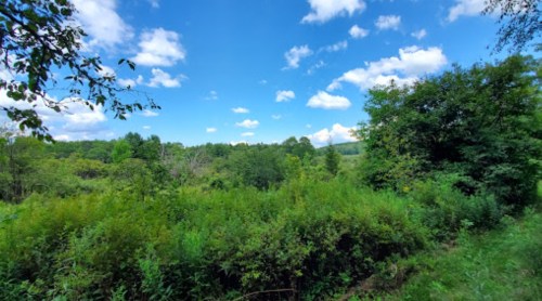 Lush green landscape with trees and shrubs under a bright blue sky with fluffy white clouds.