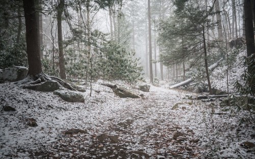 A snowy forest path surrounded by trees and rocks, with a misty atmosphere and scattered leaves on the ground.