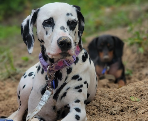 A Dalmatian dog lying on the ground, with a smaller dog in the background. Both are outdoors in a natural setting.