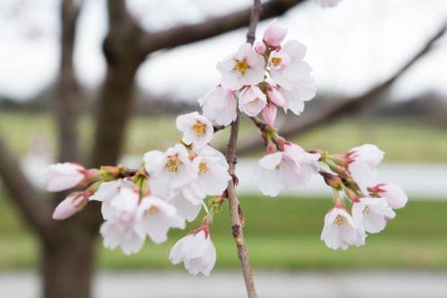 A close-up of delicate cherry blossom flowers in soft pink and white, with a blurred green background.